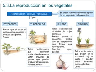 5.3.La reproducción en los vegetales
Reproducción asexual (vegetativa)
Se crean nuevos individuos a partir
de un fragmento del progenitor
ESTOLONES TUBÉRCULOS BULBOS RIZOMAS
Ramas que al tocar el
suelo pueden enraizar y
producir otra planta.
Fresas
Tallos subterráneos
que acumulan
sustancias de reserva.
Están provistos de
yemas que pueden
producir otras plantas.
Patatas, chufas
Tallos subterráneos
rodeados de hojas
carnosas.
Poseen yemas o
pequeños brotes
que se desprenden
para formar una
nueva planta.
Cebollas, ajos,
puerros Tallos subterráneos
que crecen en la
horizontal, bajo el
suelo y pueden
brotar formando
nuevas plantas.
Lirios
Tipos
 