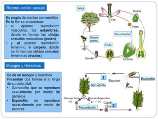 Musgos y Helechos
Se da en musgos y helechos
Presentan dos formas a lo largo
de su ciclo vital;
• Gametofito que se reproduce
sexualmente por medio de
gametos
• Esporofito se reproduce
asexualmente por medio de
esporas
Reproducción sexual
Es propia de plantas con semillas
En la flor se encuentran:
• el aparato reproductor
masculino, los estambres,
donde se forman las células
sexuales masculinas (polen)
• y el aparato reproductor
femenino, el carpelo, donde
se forman las células sexuales
femeninas (óvulos)
Fecundación
Fruto
Polen
Ovario
Nueva
planta
Árbol
Semilla Embrión
Flor
1
Gametofito
Esporofito
Gameto femenino
(n)
Gameto Masculino
(n)
Fecundación
Cigoto
(2n)
Esporas
Cofia
Cápsula
2
 