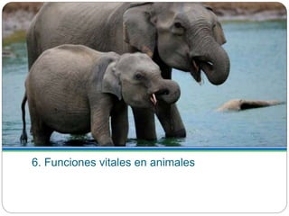 6. Funciones vitales en animales
 