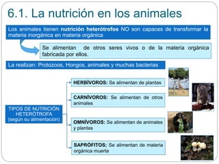 Se alimentan de otros seres vivos o de la materia orgánica
fabricada por ellos.
6.1. La nutrición en los animales
Los animales tienen nutrición heterótrofos NO son capaces de transformar la
materia inorgánica en materia orgánica
La realizan: Protozoos, Hongos, animales y muchas bacterias
TIPOS DE NUTRICIÓN
HETERÓTROFA
(según su alimentación)
HERBÍVOROS: Se alimentan de plantas
CARNÍVOROS: Se alimentan de otros
animales
OMNÍVOROS: Se alimentan de animales
y plantas
SAPRÓFITOS; Se alimentan de materia
orgánica muerta
 