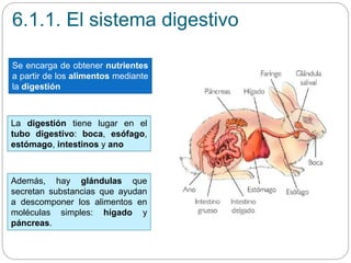 6.1.1. El sistema digestivo
Además, hay glándulas que
secretan substancias que ayudan
a descomponer los alimentos en
moléculas simples: hígado y
páncreas.
Se encarga de obtener nutrientes
a partir de los alimentos mediante
la digestión
La digestión tiene lugar en el
tubo digestivo: boca, esófago,
estómago, intestinos y ano
 