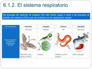 6.1.2. El sistema respiratorio
Se encarga de capturar el oxígeno (O2) del medio (agua o aire) y de expulsar el
dióxido de carbono (CO2) que se produce con la respiración celular
 
