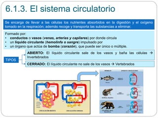 6.1.3. El sistema circulatorio
Se encarga de llevar a las células los nutrientes absorbidos en la digestión y el oxígeno
tomado en la respiración; además recoge y transporta las substancias a eliminar.
Formado por:
• conductos o vasos (venas, arterias y capilares) por donde circula
• un líquido circulante (hemolinfa o sangre) impulsado por
• un órgano que actúa de bomba (corazón), que puede ser único o múltiple.
TIPOS
ABIERTO: El líquido circulante sale de los vasos y baña las células 
Invertebrados
CERRADO: El líquido circulante no sale de los vasos  Vertebrados
 