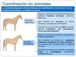 Coordinación en animales
Los animales disponen de dos sistemas de coordinación, relacionados entre sí:
el sistema hormonal y el sistema nervioso.
Regula y controla las actividades del organismo
mediante impulsos nerviosos (corrientes
eléctricas)
SISTEMA
NERVIOSO
SISTEMA
HORMONAL
Este tipo de comunicación es rápida y permite
ejecutar respuestas casi instantáneas,
aunque de corta duración
Está formado por neuronas  células
nerviosas que transmiten información
Regula y controla las actividades del organismo
mediante hormonas
Las hormonas se forman en glándulas
endocrinas, repartidas por todo el cuerpo, y
se transportan por la sangre hasta los órganos
efectores
Controlan funciones que necesitan respuestas
lentas y prolongadas (crecimiento,
metabolismo, etc.)
 