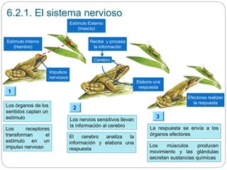 6.2.1. El sistema nervioso
Estímulo Externo
(Insecto)
Impulsos
nerviosos
Los órganos de los
sentidos captan un
estímulo
Los receptores
transforman el
estímulo en un
impulso nervioso
Los nervios sensitivos llevan
la información al cerebro
El cerebro analiza la
información y elabora una
respuesta
La respuesta se envía a los
órganos efectores
Los músculos producen
movimiento y las glándulas
secretan sustancias químicas
1
2
3
Cerebro
Estímulo Interno
(Hambre)
Recibe y procesa
la información
Elabora una
respuesta
Efectores realizan
la respuesta
 