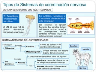 Tipos de Sistemas de coordinación nerviosa
SISTEMA NERVIOSO DE LOS INVERTEBRADOS
El SN es una red de
células distribuidas
por todo el organismo
Las neuronas se agrupan
formando los ganglios (origen
del sistema nervioso central) y
las prolongaciones forman
cordones nerviosos (origen del
sistema nervioso periférico)
En Celentéreos
(Invertebrados
sencillos)
En Anélidos, Moluscos y
Crustáceos (Invertebrados
más complejos)
SISTEMA NERVIOSO DE LOS VERTEBRADOS
Cordón nervioso que recorre
la parte dorsal del animal
Conectan el SN central con todos los órganos
Formado por
Formado
SN central
Médula espinal
Centro de control y de
coordinación del cuerpoEncéfalo
SN
periférico
Motores: Llevan las órdenes desde
el SN central a los efectores
Nervios
Formado
Tipos
Sensitivos: llevan la información de
los receptores al sistema nervioso
Encéfalo
Médula
Nervios
 