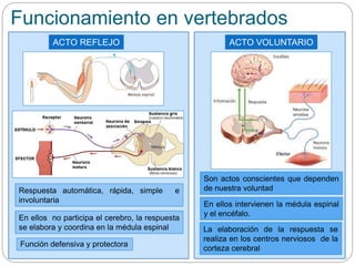 Funcionamiento en vertebrados
En ellos intervienen la médula espinal
y el encéfalo.
ACTO REFLEJO ACTO VOLUNTARIO
La elaboración de la respuesta se
realiza en los centros nerviosos de la
corteza cerebral
Son actos conscientes que dependen
de nuestra voluntad
En ellos no participa el cerebro, la respuesta
se elabora y coordina en la médula espinal
Respuesta automática, rápida, simple e
involuntaria
Función defensiva y protectora
 