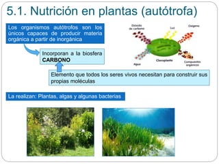 Incorporan a la biosfera
CARBONO
5.1. Nutrición en plantas (autótrofa)
Los organismos autótrofos son los
únicos capaces de producir materia
orgánica a partir de inorgánica
Elemento que todos los seres vivos necesitan para construir sus
propias moléculas
La realizan: Plantas, algas y algunas bacterias
 