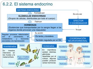 6.2.2. El sistema endocrino
SISTEMA ENDOCRINO
GLÁNDULAS ENDOCRINAS
(Grupos de células, distribuidas por todo el cuerpo)
HORMONAS
(Sustancias que transportadas por la sangre llegan a los
órganos donde provocan una respuesta)
Formado por
Fabrican EFECTOR
Y COORDINADOR
Es a la vez
Ya que
Es lenta y duradera
También regulada por el SN
Su acción
COORDINACIÓN
NEUROHORMONAL
Regulan procesos relacionados
con el crecimiento, el
metabolismo y funciones
asociadas a la reproducción
Invertebrados
En insectos
interviene en
las mudas y la
metamorfosis
Vertebrados
Huevos
Larva
Pupa o Crisálida
(Metamorfosis)
Adulto
En mamíferos
existen distintas
glándulas
repartidas por el
cuerpo, algunas
pueden producir
varias hormonas
HipófisisHipotálamo
Tiroides
Paratiroides
Páncreas
OvariosTestículos
Glándulas
suprarrenales
 