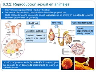6.3.2. Reproducción sexual en animales
• Intervienen dos progenitores (macho y hembra)
• Los descendientes tienen características de ambos progenitores
• Cada progenitor aporta una célula sexual (gameto) que se origina en las gónada (órganos
sexuales productores de gametos)
Gónadas: testículosMACHOSHEMBRAS
La unión de gametos en la fecundación forma un cigoto
que después de un desarrollo embrionario da lugar a un
nuevo individuo
Gónadas: ovarios
Gameto:
espermatozoide
móvil y pequeño
Gameto: óvulo 
inmóvil y de mayor
tamaño
 
