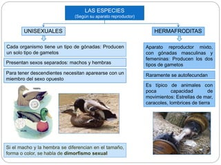 Si el macho y la hembra se diferencian en el tamaño,
forma o color, se habla de dimorfismo sexual
LAS ESPECIES
(Según su aparato reproductor)
HERMAFRODITASUNISEXUALES
Cada organismo tiene un tipo de gónadas: Producen
un solo tipo de gametos
Presentan sexos separados: machos y hembras
Aparato reproductor mixto,
con gónadas masculinas y
femeninas: Producen los dos
tipos de gametos
Raramente se autofecundan
Es típico de animales con
poca capacidad de
movimientos: Estrellas de mar,
caracoles, lombrices de tierra
Para tener descendientes necesitan aparearse con un
miembro del sexo opuesto
 