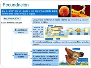 Fecundación
Es la unión de un óvulo y un espermatozoide para
formar una célula huevo o zigoto
FECUNDACIÓN
Fecundación
externa
Fecundación
interna
Según donde se produzca
Los gametos se liberan al medio externo, se encuentran y se unen
formando el zigoto.
Depende del
azar  se
liberan gran
cantidad de
gametos
En animales acuáticos y en algunos terrestres, como anfibios y ciertos
insectos
Se produce en el interior del
aparato reproductor femenino
A través de la copulación el
macho deposita sus gametos
en el interior de la hembra.
En animales terrestres
 