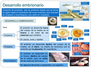 Desarrollo embrionario
Conjunto de procesos que se producen desde que se forma
el cigoto hasta el nacimiento del nuevo individuo (por eclosión
en ovíparos y ovovivíparos y por parto en vivíparos)
DESARROLLO EMBRIONARIO
Ovíparos
Tipos
Vivíparos
Ovovivíparos
El embrión se desarrolla fuera
del cuerpo de la madre en el
huevo y se nutre de las
reservas que contiene
En peces, aves y reptiles
El embrión se desarrolla dentro del cuerpo de la
madre, en el útero. La madre se comunica con el
embrión por la placenta. En mamíferos
Placenta
Embrión
Útero
Cordón
umbilical
El embrión se desarrolla en
un huevo, dentro del cuerpo
de la madre, pero se nutre
de las reservas del huevo.
En algunos tiburones y serpientes y en lagartos
 