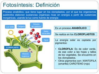Es un proceso ANABÓLICO
Fotosíntesis: Definición
Proceso anabólico, que tiene lugar en los cloroplastos, por el que los organismos
autótrofos elaboran sustancias orgánicas ricas en energía a partir de sustancias
inorgánicas, usando la luz como fuente de energía
Se realiza en los CLOROPLASTOS
La energía solar es captada por
pigmentos:
• CLOROFILA: Es de color verde,
da ese color a las hojas y tallos
de los vegetales. Se encuentra en
los cloroplastos.
• Otros pigmentos son: XANTOFILA
(amarilla) CAROTENO (rojo)
Luz solar
Agua
Dióxido
de carbonoOxígeno
Sales
minerales
Materia
orgánica
CLOROPLASTO
 