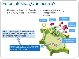 Luz solar
Agua
Dióxido
de carbonoOxígeno
Sales
minerales
Materia orgánica
(Glucosa)
Materia inorgánica
(CO2, H2O y sales)
Energía
luminosa
+ O2+Materia orgánica
(principalmente
glucosa)
Fotosíntesis: ¿Qué ocurre?
BIOMOLÉCULAS ORGÁNICAS
almidón, lípidos, etc.
Se acumulan para usadas después
como fuente de energía en el
crecimiento y otras funciones
 