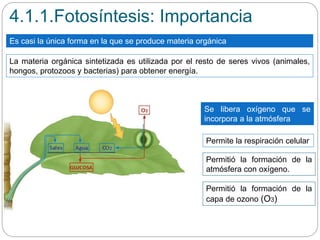 Es casi la única forma en la que se produce materia orgánica
4.1.1.Fotosíntesis: Importancia
Se libera oxígeno que se
incorpora a la atmósfera
Permitió la formación de la
atmósfera con oxígeno.
Permite la respiración celular
La materia orgánica sintetizada es utilizada por el resto de seres vivos (animales,
hongos, protozoos y bacterias) para obtener energía.
Permitió la formación de la
capa de ozono (O3)
 