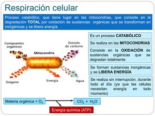 Respiración celular
Proceso catabólico, que tiene lugar en las mitocondrias, que consiste en la
degradación TOTAL por oxidación de sustancias orgánicas que se transforman en
inorgánicas y se libera energía
Es un proceso CATABÓLICO
Se realiza en las MITOCONDRIAS
Consiste en la OXIDACIÓN de
sustancias orgánicas que se
degradan totalmente
CO2 + H2OMateria orgánica + O2
Energía química (ATP)
Se forman sustancias inorgánicas
y se LIBERA ENERGÍA
Se realiza sin interrupción, durante
todo el día (ya que las células
necesitan energía en todo
momento)
 