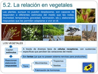 5.2. La relación en vegetales
Las plantas, aunque no pueden desplazarse, son capaces de
responden a diferentes estímulos del medio que les rodea,
(humedad, temperatura, gravedad, iluminación, etc.), elaborando
respuestas que les permiten adaptarse a vivir en él.
LOS VEGETALES
Captan
estímulos
Son lentas (ya que no poseen sistema nervioso para producirlas)
Reaccionan
elaborando
respuestas
A través de diversos tipos de células receptoras, con sustancias
específicas que perciben las variaciones del medio
Tipos
Tropismos
Nastias
Movimientos
Fabricación de hormonas
 