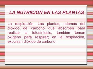 LA NUTRICIÓN EN LAS PLANTAS La respiración. Las plantas, además del dióxido de carbono que absorben para realizar la fotosíntesis, también toman oxígeno para respirar; en la respiración, expulsan dióxido de carbono. 