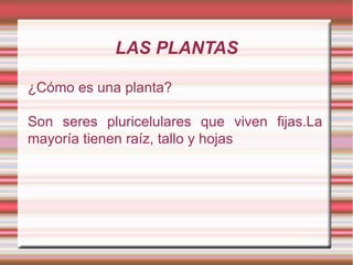 LAS PLANTAS ¿Cómo es una planta?  Son seres pluricelulares que viven fijas.La mayoría tienen raíz, tallo y hojas 