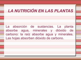LA NUTRICIÓN EN LAS PLANTAS La absorción de sustancias. La planta absorbe agua, minerales y dióxido de carbono: la raíz absorbe agua y minerales. Las hojas absorben dióxido de carbono. 