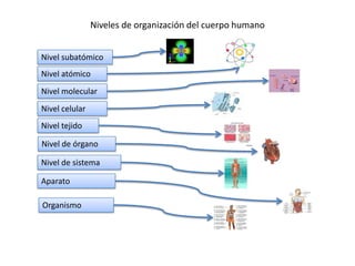 Niveles de organización del cuerpo humano


Nivel subatómico
Nivel atómico
Nivel molecular
Nivel celular
Nivel tejido

Nivel de órgano

Nivel de sistema

Aparato

Organismo
 