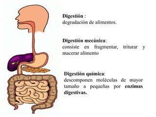 Digestión :
degradación de alimentos.
Digestión mecánica:
consiste en fragmentar, triturar y
macerar alimento
Digestión química:
descomponen moléculas de mayor
tamaño a pequeñas por enzimas
digestivas.
 