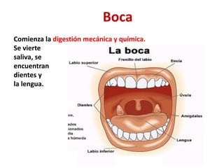 Boca
Comienza la digestión mecánica y química.
Se vierte
saliva, se
encuentran
dientes y
la lengua.
 