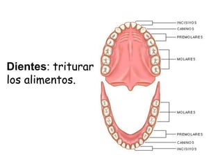 Dientes: triturar
los alimentos.
 