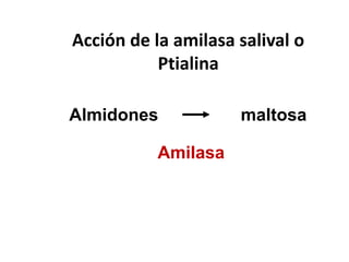 Acción de la amilasa salival o
Ptialina
Almidones maltosa
Amilasa
 
