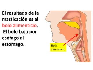 El resultado de la
masticación es el
bolo alimenticio.
El bolo baja por
esófago al
estómago. Bolo
alimenticio
 
