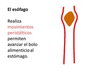 El esófago
Realiza
movimientos
peristálticos
permiten
avanzar el bolo
alimenticioal
estómago.
 