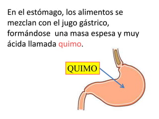 En el estómago, los alimentos se
mezclan con el jugo gástrico,
formándose una masa espesa y muy
ácida llamada quimo.
QUIMO
 