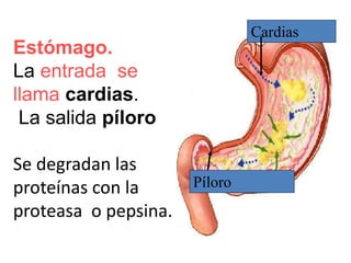 Estómago.
La entrada se
llama cardias.
La salida píloro
Se degradan las
proteínas con la
proteasa o pepsina.
Cardias
Píloro
 