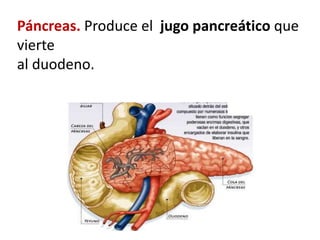 Páncreas. Produce el jugo pancreático que
vierte
al duodeno.
 