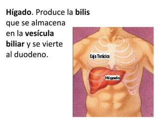 Hígado. Produce la bilis
que se almacena
en la vesícula
biliar y se vierte
al duodeno.
 