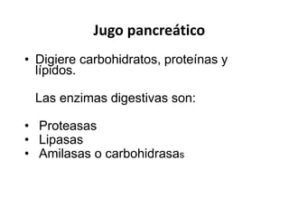 Jugo pancreático
• Digiere carbohidratos, proteínas y
lípidos.
Las enzimas digestivas son:
• Proteasas
• Lipasas
• Amilasas o carbohidrasas
 