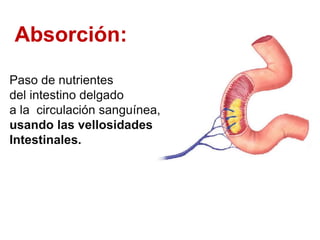 Absorción:
Paso de nutrientes
del intestino delgado
a la circulación sanguínea,
usando las vellosidades
Intestinales.
 