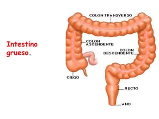 Intestino
grueso.
 