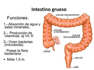 Intestino grueso
Funciones.
1.- Absorción de agua y
sales minerales.
2.- Producción de
vitaminas. ej Vit. K
3.- Viven bacterias
(microbiota).
Posee la flora
bacteriana .
 Mide 1,5 m
 