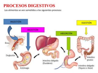 PROCESOS DIGESTIVOS
INGESTIÓN
DIGESTIÓN
ABSORCIÓN
EGESTIÓN
Los alimentos se ven sometidos a los siguientes procesos:
 
