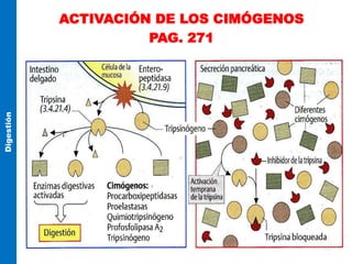ACTIVACIÓN DE LOS CIMÓGENOS
PAG. 271
Digestión
 
