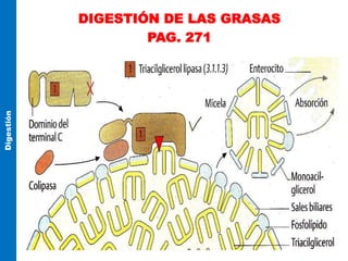 DIGESTIÓN DE LAS GRASAS
PAG. 271
Digestión
 