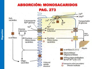 ABSORCIÓN: MONOSACARIDOS
PAG. 273
Digestión
 
