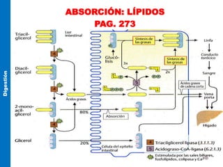 ABSORCIÓN: LÍPIDOS
PAG. 273
Digestión
 