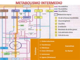 1. Oxidorreductasas
2. Transferasas
3. Hidrolasas
4. Liasas (Sintasas)
5. Isomerasas
6. Ligasas (Sintetasas)
Enzimas
Coenzimas
Co-factor
 