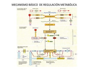 MECANISMO BÁSICO DE REGULACIÓN METABÓLICA
 