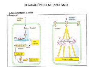 REGULACIÓN DEL METABOLISMO
 