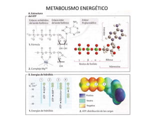 METABOLISMO ENERGÉTICO
 
