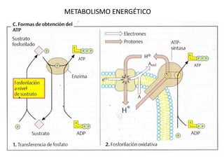 METABOLISMO ENERGÉTICO
 